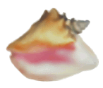 beach_shell02
