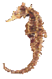 beachseahorse