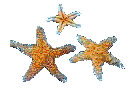 beachstarfish02