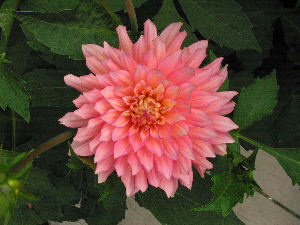 dianesphotosorig (5)