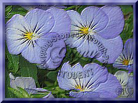 My PSP9 tutorial creation