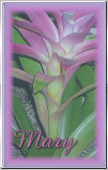 mw_gwens_purple_blank